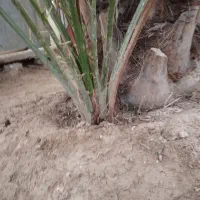 یک پاجوش عویدی بفروش می رسد