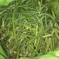 لوبیا سبز زرین آباد