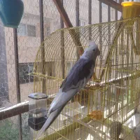 دوعدد عروس هلندی نر