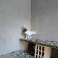 جفت کفتر طوقی|پرنده|کنارک, |دیوار