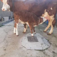 تلیسه سیمنتال شرابی با گوساله شرابی