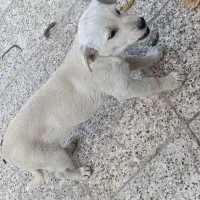 سگ پاکوتاه تریر|سگ|مشهد, سازمان آب|دیوار