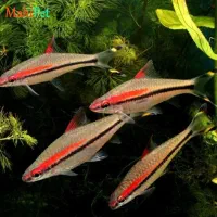 ماهی فرانتوزا و رد لاین