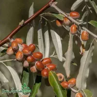 پیش فروش انواع نهال سنجد بدون خار