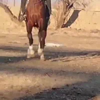اسب عرب کورد