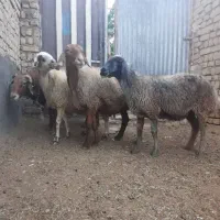میش