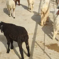 بره سبک|حیوانات مزرعه|بهبهان, |دیوار
