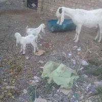 بز گلابی وپاکستانی