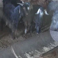 فروش هفت راس کهره نر سبک