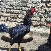 خروس ومرغ لاری وخروس بلژیکی