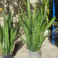 فروش گل های زیبا|گل و گیاه طبیعی|نورآباد ممسنی, |دیوار