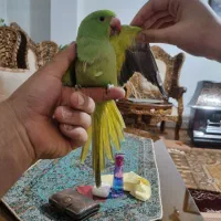 ملنگو  فول رام اهلی