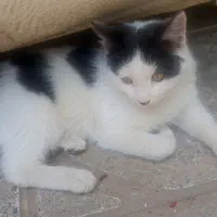 واگذاری رایگان گربه