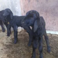 بره شیری نر و ماده