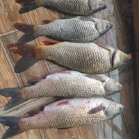 فروش ماهی آمور و کپور وحشی ارگانیک|ماهی|آمل, |دیوار