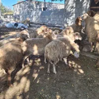 گوسفندان|حیوانات مزرعه|اسلام آباد, |دیوار