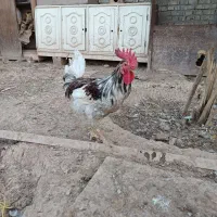 خروس گاین|حیوانات مزرعه|اهواز, بهارستان|دیوار