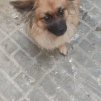 سگ بسیار باهوش