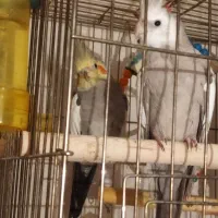 عروس هلندی بالغ|پرنده|رامسر, |دیوار