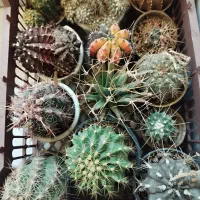 سه تا سبد کاکتوس کلکسیونی