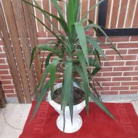 گل آپارتمانی سانسوریا دیفن باخیا شلفرا