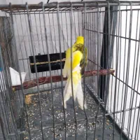 جوجه قناری رسمی بلند