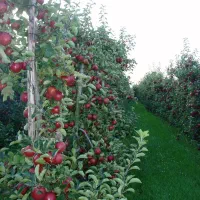 نهال سیب پایه مالینگ M7 (Malling M7)|خدمات باغبانی و درختکاری|پیرانشهر, |دیوار