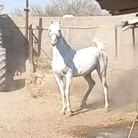 فروش اسب مادیون