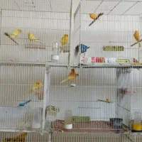 قناری نر خانگی مست خوان|پرنده|تربت‌حیدریه, دیزقند|دیوار
