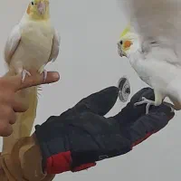 دو عدد عروس هلندی دست آموز