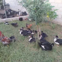 فروش 50عدد اردک مسکویی