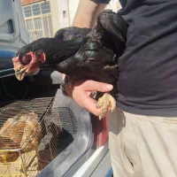 مرغ و خروس لاری فروش