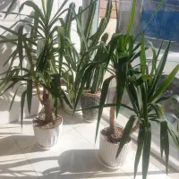 گل طبیعی،سانسوریا،زاموفیلیا،یوکا،کاکتوس|گل و گیاه طبیعی|قم, کوه سفید|دیوار