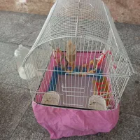 قفس پرنده با لوازم|لوازم جانبی حیوانات|فردیس, شهرک راه آهن|دیوار