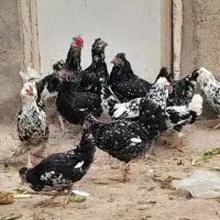 تخم مرغ گلین|حیوانات مزرعه|قم, تعویض پلاک|دیوار