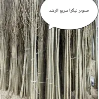 نهال فروشی،تولید انواع صنوبر نیگرا در استان اصفهان