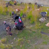 تخم نطفه دار بوقلمون های برنز سینه پهن و بوربون