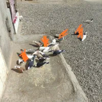 کبوتر ساده و اصلی