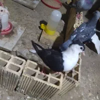 دوبال سیاه کاکلی
