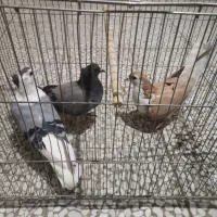 تعدادی کبوتر بفروش میرسد