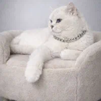 گربه اشرافی بالغ