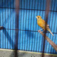 قناری کوتاه وبلند|پرنده|شوشتر, |دیوار