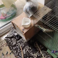 عروس هلندی جفت دوساله