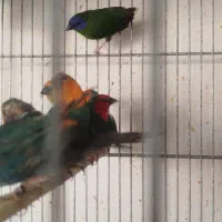 فنج طوطی وار