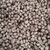 لوبیا چیتی تحویل درب منزل|خوردنی و آشامیدنی|شیراز, بازار|دیوار