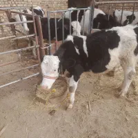 گوساله سمینتال|حیوانات مزرعه|اراک, |دیوار