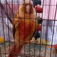 طوطی گرینچک|پرنده|بم, |دیوار