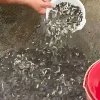 انواع بچه ماهی گرمابی|ماهی|رشت, لاکان|دیوار