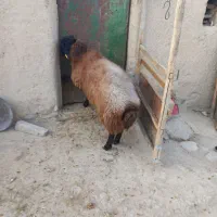 یک راس قوچ هترو دوساله نشده پلاک دار بفروش میرسد|حیوانات مزرعه|رزن, |دیوار