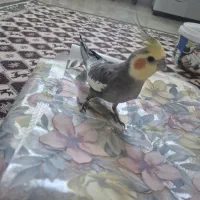 عروس هلندی نر